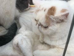 -中环花鸟鱼虫市场