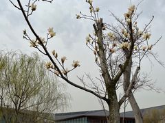 -上海长兴岛郊野公园