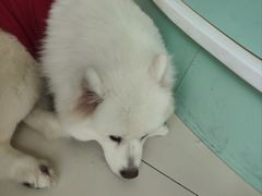 -怪兽屋·羊驼·猫咖·狗咖(俊华广场店)