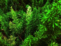 -上海昆虫博物馆