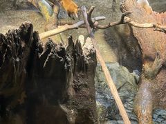 -大阪海游馆