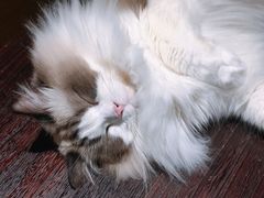 -滚猫咖啡·猫咖·猫友好撸猫(未来城店)
