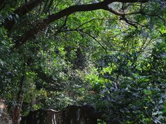 -梧桐山风景名胜区