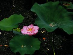 -陈家山荷花公园