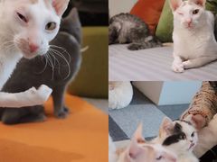 -米宠家·撸猫猫咖小萌宠·猫咪洗澡·猫咪寄养(高新大都荟店)