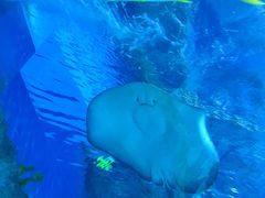 -芜湖新华联大白鲸海洋公园