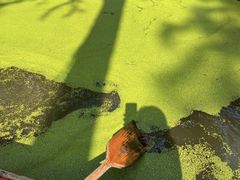 -渌洋湖湿地公园