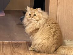 -MOCHA明星猫咖(田子坊店)