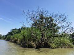 -大湾区中央湿地公园