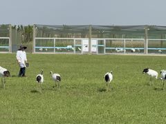 -盐城丹顶鹤湿地生态旅游区