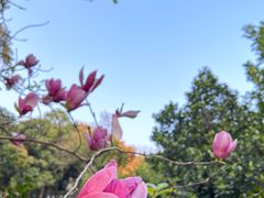 -中国科学院华南植物园
