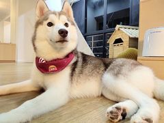 momo-Husky Go! 哈士奇体验馆·宠物咖啡厅狗咖