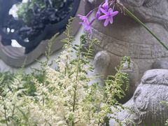 -西湖游船