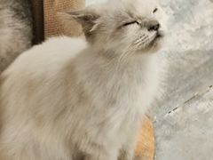 -楼上猫咖(罗湖店)
