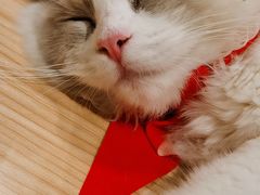 -屋虎猫馆(宝安大仟里店)