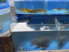-四季厨房 鲁菜·孔府烤鸭(高新万达店)