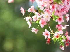 -顾村公园
