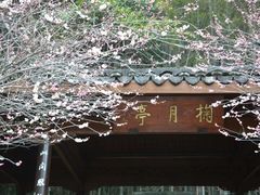 -杭州植物园