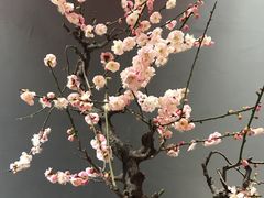 -石家庄市植物园