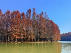 -上海海湾国家森林公园