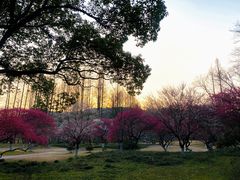 -杭州植物园