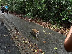 -武吉知马自然保护区