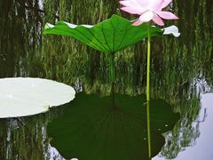 -南翠屏公园