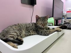 -阿荣24H宠物医院·综合型转诊中心·CT·核磁影像中心