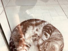 -平行世界·猫咖(首经贸店)