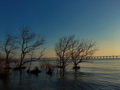 -宝安西湾红树林湿地公园