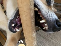 -柴犬高等学院·狗咖·柴犬售卖·宠物训练