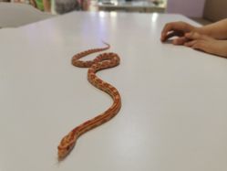 -Moni星球萌宠·小马宝莉·灵蛇·高端高阶全萌宠互动体验俱乐部(红豆国际广场店)