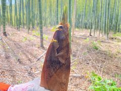 -山菜馆(竹海公园店)