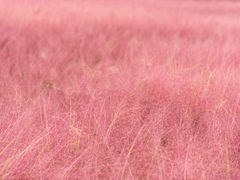 -羊亭河湿地公园