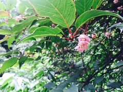 -西岭雪山大飞水景区