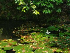 -中国科学院西双版纳热带植物园
