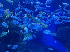 -海合安成都极地海洋公园