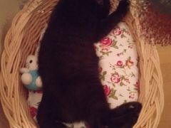 -暖阳宠物医院·犬猫康复中心·骨科