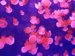 -乌鲁木齐海洋馆