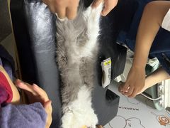 -伟伟宠物医院·瑞派猫友好医院·猫科(光谷店)