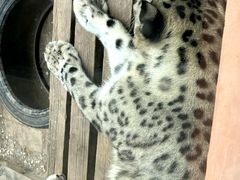 -青藏高原野生动物园