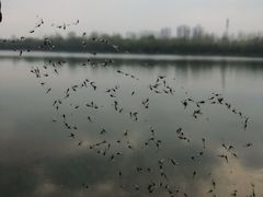 -淇河金沙滩