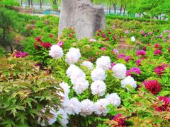 -莲花池公园