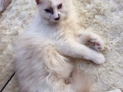 -Bastet sally猫舍购宠(静安店)