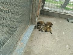 -西安秦岭野生动物园