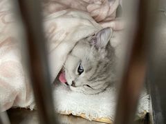 -贝利宠物医院·骨科·眼科·肿瘤转诊中心(南坪诊疗中心)