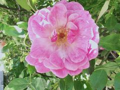 -硗碛藏寨·神木垒景区