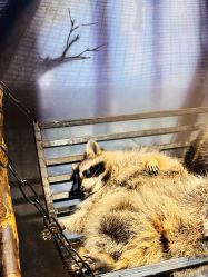 -酷嗒动物文化乐园(cutezoo西溪乐天城店)