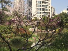 -新湖明珠城