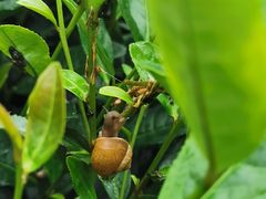 -听风阁农家私房菜茶楼(龙坞店)